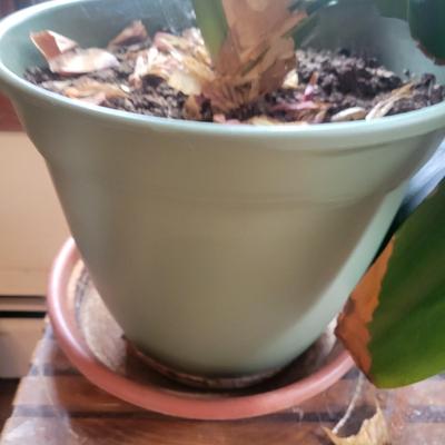 Pair of Large Potted Bush Lilies (LR-DW)