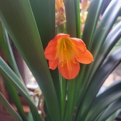 Pair of Large Potted Bush Lilies (LR-DW)