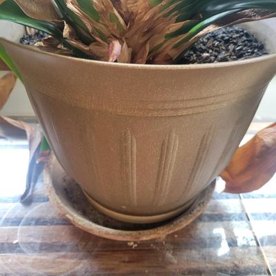 Pair of Large Potted Bush Lilies (LR-DW)