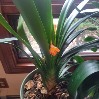 Pair of Large Potted Bush Lilies (LR-DW)