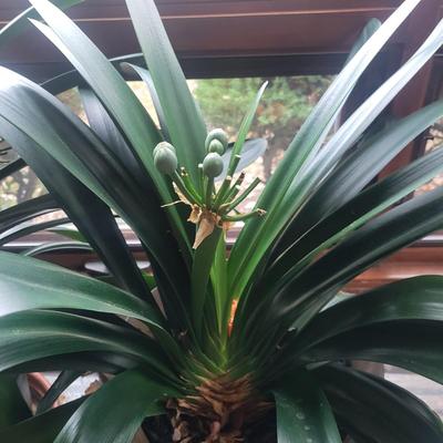 Pair of Large Potted Bush Lilies (LR-DW)