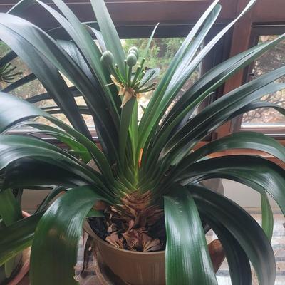 Pair of Large Potted Bush Lilies (LR-DW)