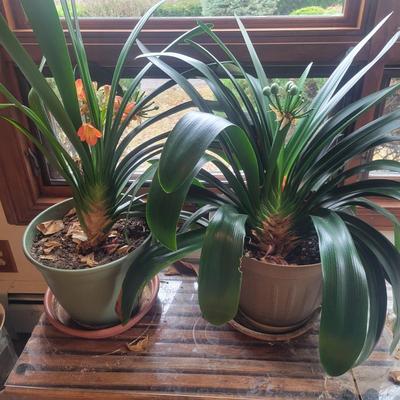 Pair of Large Potted Bush Lilies (LR-DW)