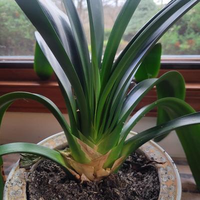 Two Smaller Bush Lilies (LR-DW)