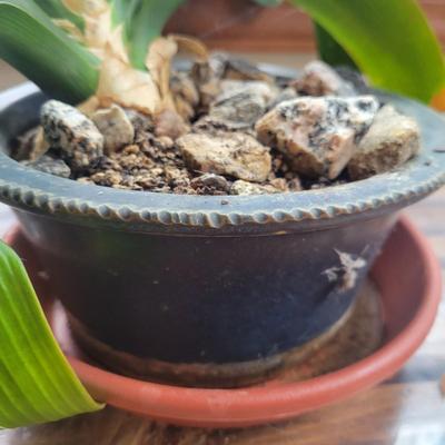 Two Smaller Bush Lilies (LR-DW)