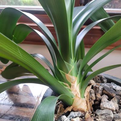 Two Smaller Bush Lilies (LR-DW)
