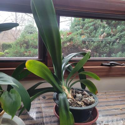 Two Smaller Bush Lilies (LR-DW)