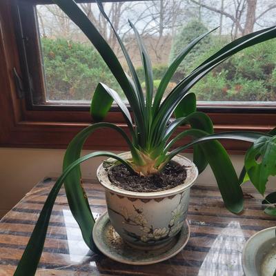 Two Smaller Bush Lilies (LR-DW)