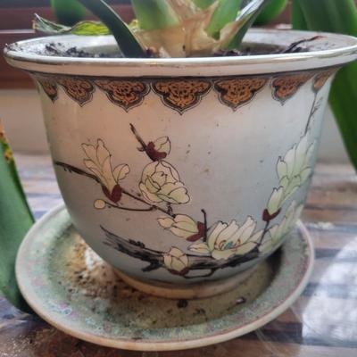 Two Smaller Bush Lilies (LR-DW)