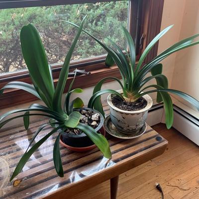 Two Smaller Bush Lilies (LR-DW)