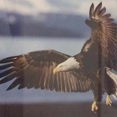 Framed Art Print Eagle in Flight