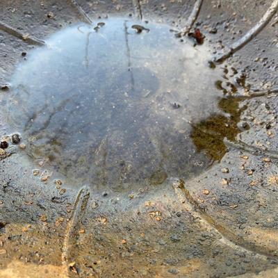 Metal Bird Bath (BP-HS)