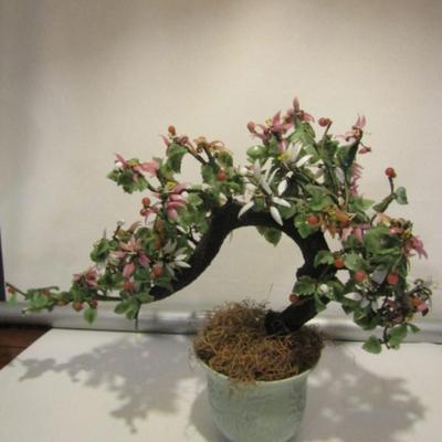Jade Tree- Approx 15