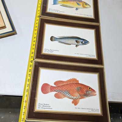 Rare Fallani And Cohn Smithsonian Institution Libraries Fish Placemat Set Cork