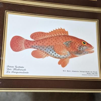 Rare Fallani And Cohn Smithsonian Institution Libraries Fish Placemat Set Cork