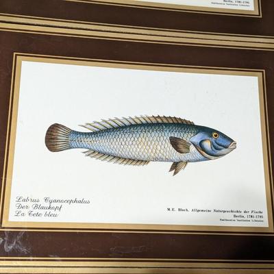 Rare Fallani And Cohn Smithsonian Institution Libraries Fish Placemat Set Cork
