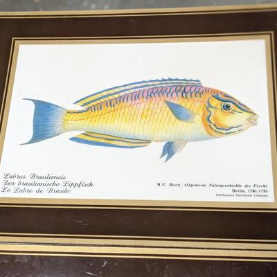 Rare Fallani And Cohn Smithsonian Institution Libraries Fish Placemat Set Cork