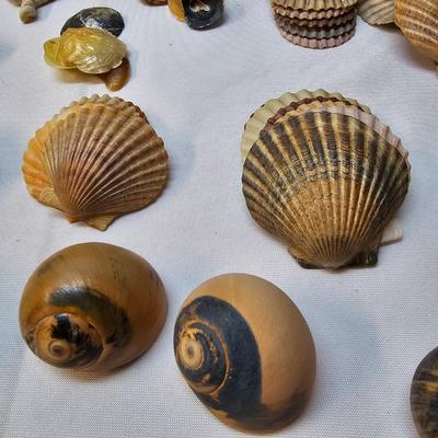 Selection of Sea Shells & Fossils (BO-JS)