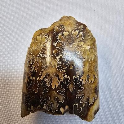 Selection of Sea Shells & Fossils (BO-JS)