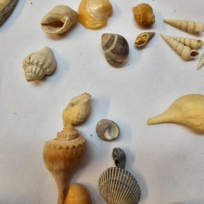 Selection of Sea Shells & Fossils (BO-JS)