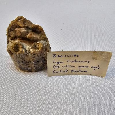 Selection of Sea Shells & Fossils (BO-JS)