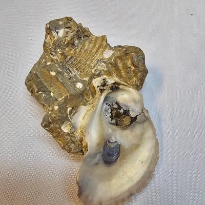 Selection of Sea Shells & Fossils (BO-JS)