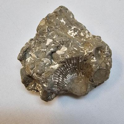 Selection of Sea Shells & Fossils (BO-JS)