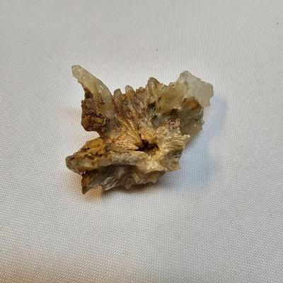 Selection of Sea Shells & Fossils (BO-JS)