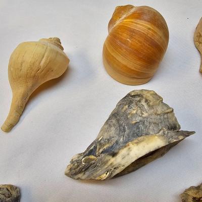 Selection of Sea Shells & Fossils (BO-JS)