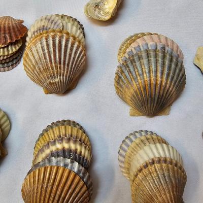 Selection of Sea Shells & Fossils (BO-JS)