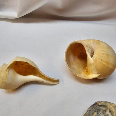Selection of Sea Shells & Fossils (BO-JS)