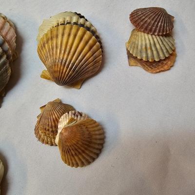 Selection of Sea Shells & Fossils (BO-JS)