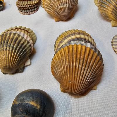 Selection of Sea Shells & Fossils (BO-JS)
