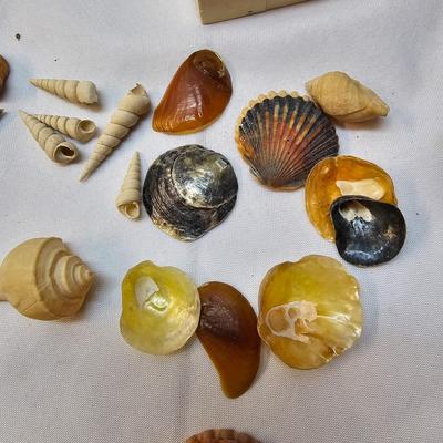 Selection of Sea Shells & Fossils (BO-JS)