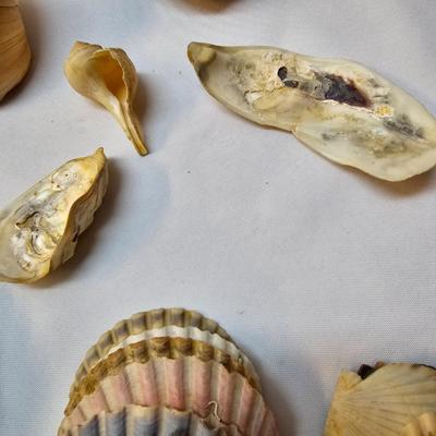 Selection of Sea Shells & Fossils (BO-JS)