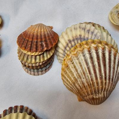 Selection of Sea Shells & Fossils (BO-JS)