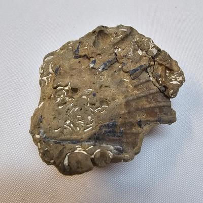 Selection of Sea Shells & Fossils (BO-JS)