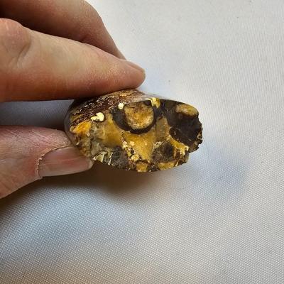 Selection of Sea Shells & Fossils (BO-JS)