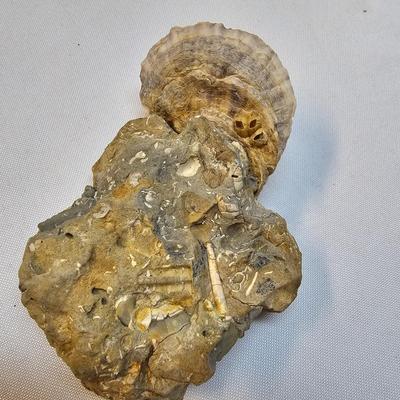 Selection of Sea Shells & Fossils (BO-JS)