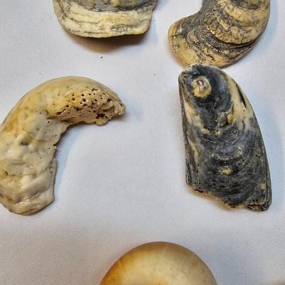 Selection of Sea Shells & Fossils (BO-JS)