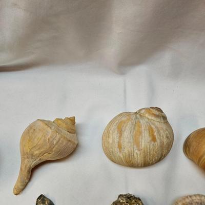 Selection of Sea Shells & Fossils (BO-JS)