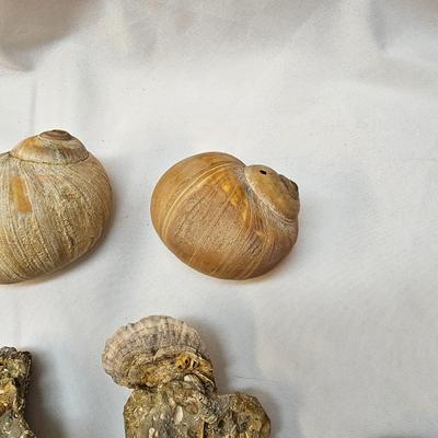 Selection of Sea Shells & Fossils (BO-JS)