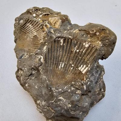 Selection of Sea Shells & Fossils (BO-JS)