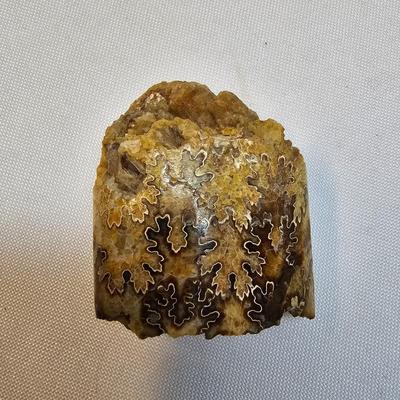 Selection of Sea Shells & Fossils (BO-JS)