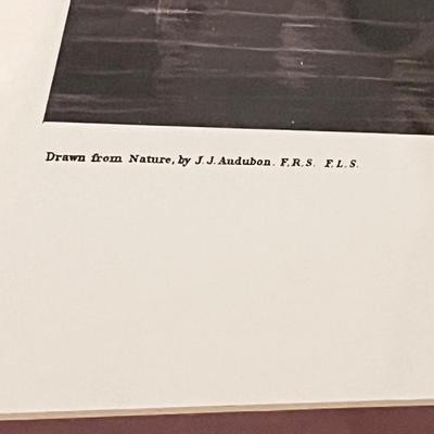 JOHN J. AUDUBON ~ â€œSnowy Egretâ€ Print In Gold Frame