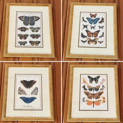 Collection Of Four (4) Beautiful Butterfly Framed Prints