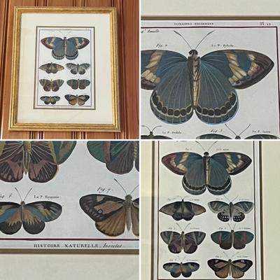 Collection Of Four (4) Beautiful Butterfly Framed Prints