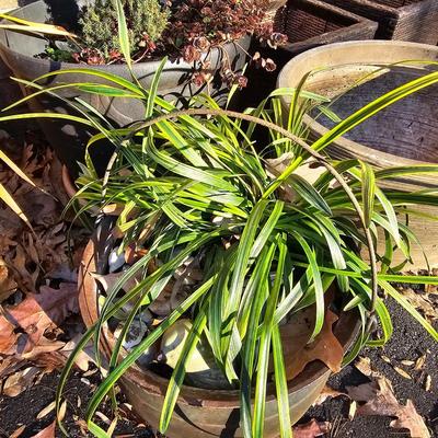 Seven Decorative Planters + More (LG-JS)