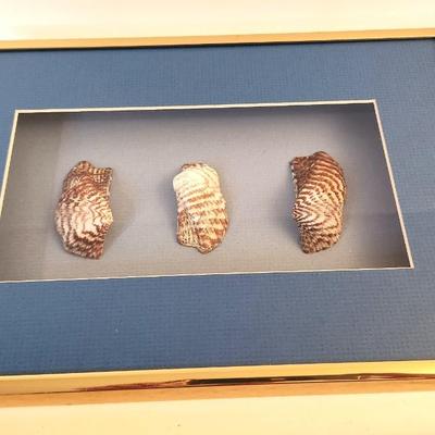 Lot #58 Shadow Boxes with Shells - Wall Decor