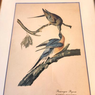 Lot #41D Vintage Passenger Pigeon Print - 1950's